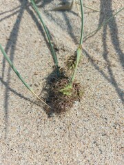 Carex sabulosa
