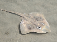 Rostroraja eglanteria