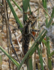 Melanoplus keeleri