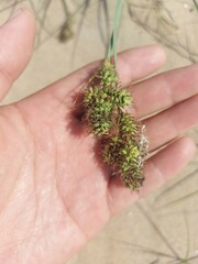 Carex sabulosa