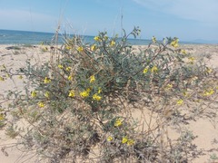 Astragalus sericeocanus