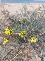 Astragalus sericeocanus