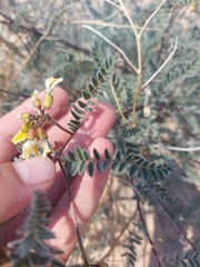 Astragalus sericeocanus
