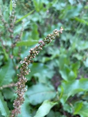 Rumex japonicus