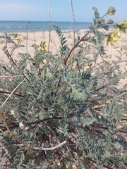 Astragalus sericeocanus