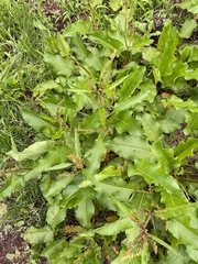 Rumex japonicus