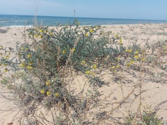 Astragalus sericeocanus