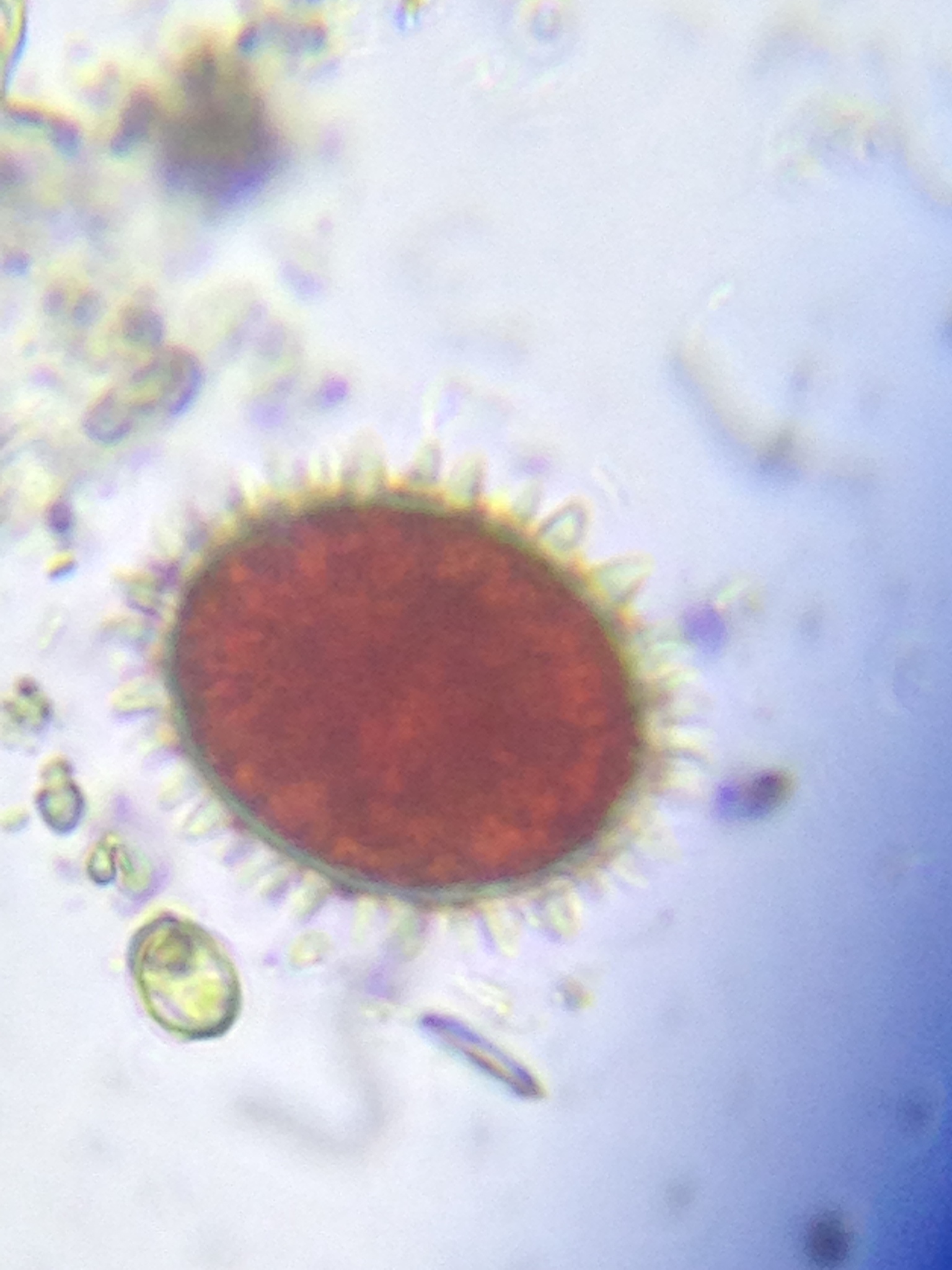 Chlainomonas