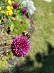 Bombus griseocollis