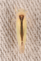 Edwardsiana commissuralis