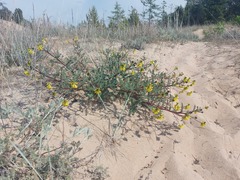 Astragalus sericeocanus