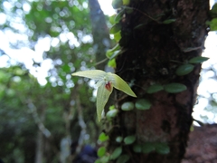 Bulbophyllum drymoglossum