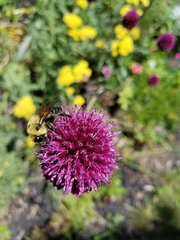 Bombus griseocollis