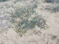 Astragalus sericeocanus