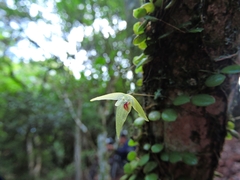Bulbophyllum drymoglossum