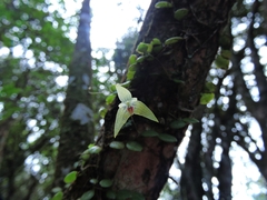 Bulbophyllum drymoglossum
