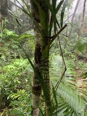 Calamus moti