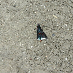 Mysoria barcastus