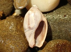 Amalda depressa