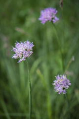 Allium validum
