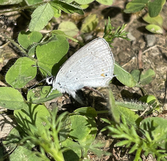 Cupido amyntula maritima