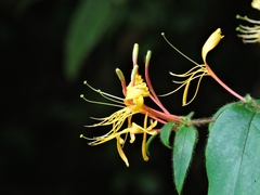 Lonicera macrantha