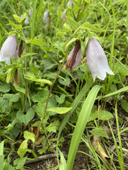 Campanula punctata punctata