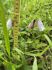 Campanula punctata punctata