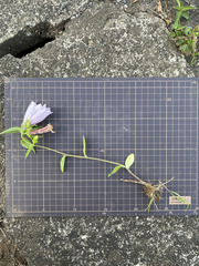 Campanula punctata punctata