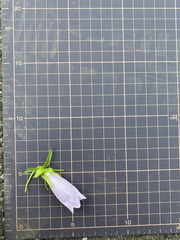 Campanula punctata punctata