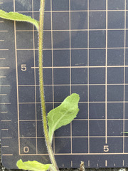 Campanula punctata punctata