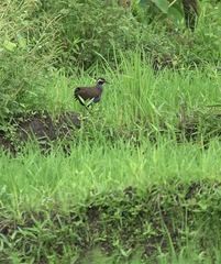 Gallirallus torquatus