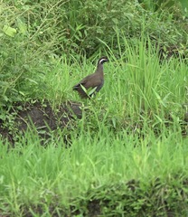 Gallirallus torquatus