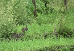 Gallirallus torquatus