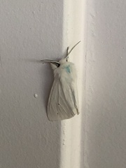 Spilosoma vestalis