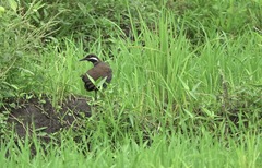 Gallirallus torquatus
