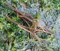 Solieria robusta
