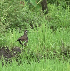 Gallirallus torquatus