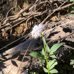Valeriana occidentalis