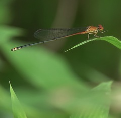 Pseudagrion pilidorsum