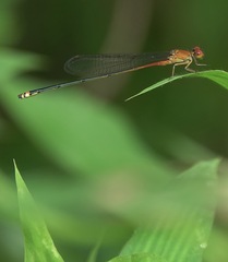 Pseudagrion pilidorsum