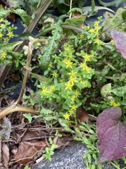 Sedum bulbiferum