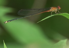 Pseudagrion pilidorsum