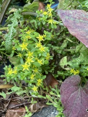 Sedum bulbiferum