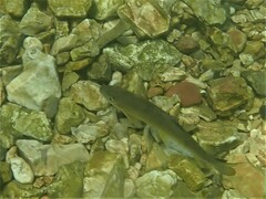 Moxostoma erythrurum