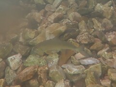 Moxostoma erythrurum