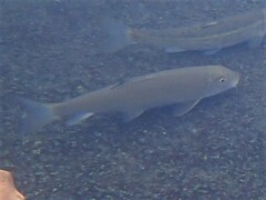 Moxostoma erythrurum