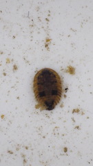 Ectopria nervosa