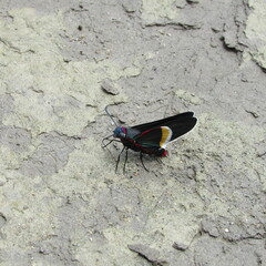 Mysoria barcastus