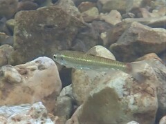 Luxilus chrysocephalus